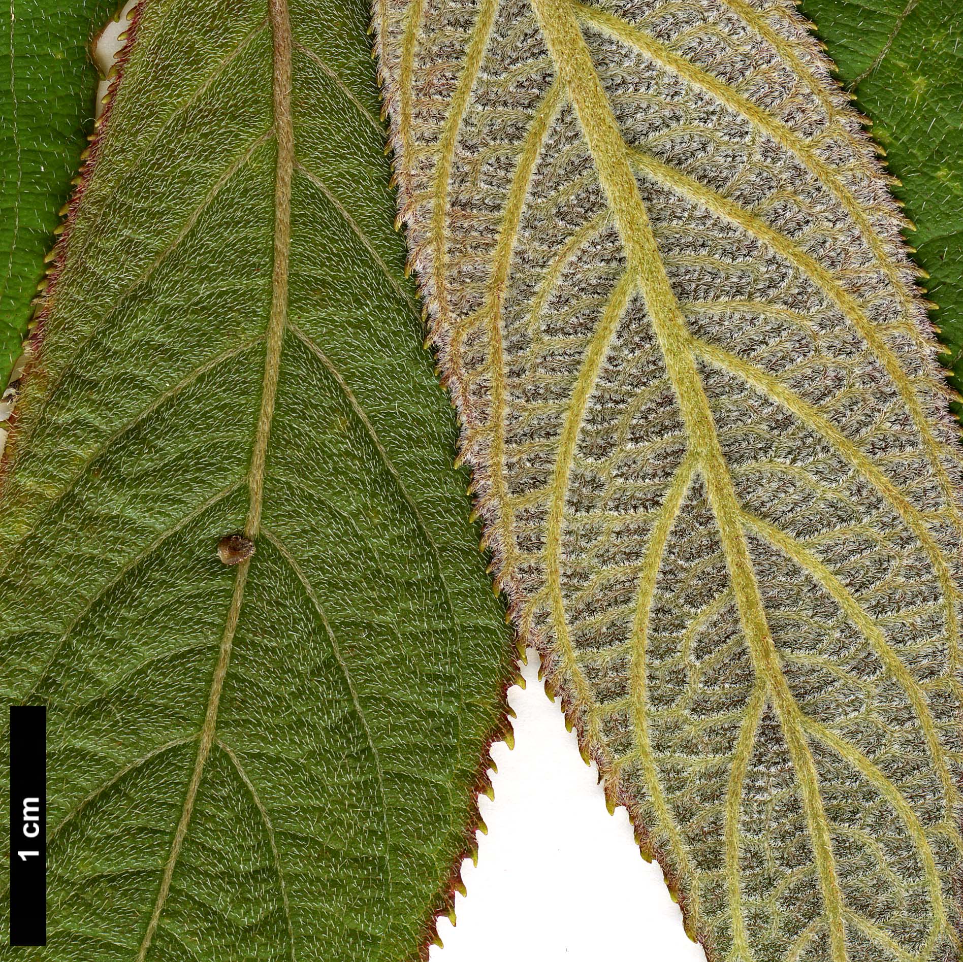 High resolution image: Family: Hydrangeaceae - Genus: Hydrangea - Taxon: aspera - SpeciesSub: subsp. aspera